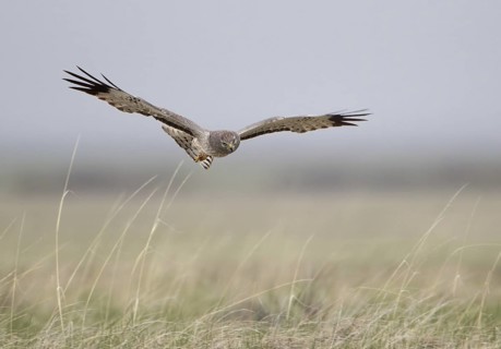 Northern Harrier (Circus hudsonius) female flying, Utah, USA