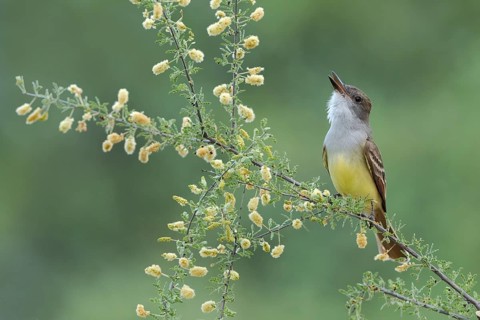 Brown-crested Flycatcher (Myiarchus tyrannulus) singing, Arizona, USA