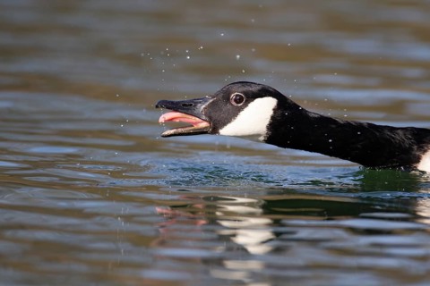 Canada goose (Branta canadensis) adult bird showing an aggresive posture to another bird on a lake,