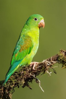 Orange-chinned Parakeet (Brotogeris jugularis) perched on a branch in Costa Rica
