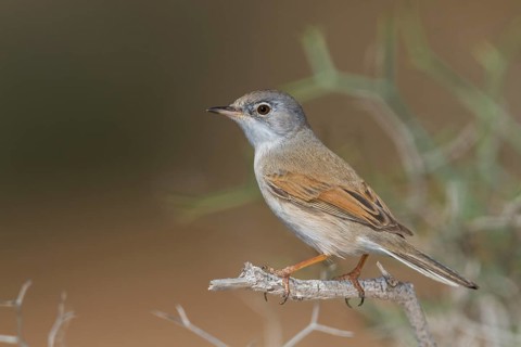 Spectacled Warbler - Brillengrasmücke - Sylvia conspicillata ssp. conspicillata, Morocco, 2nd cy