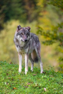 A eurasian gray wolf (Canis lupus lupus) stands on a meadow on a hill with a colourful foliage in