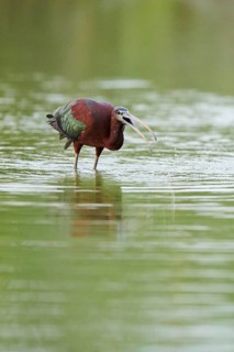 Glossy ibis (Plegadis falcinellus) standing in the water, hunting, Camargue, France