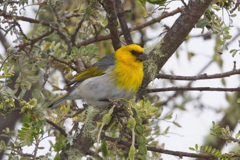 Palila, Loxioides bailleui, endangered Hawaiian Honeycreeper