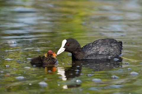 Eurasian Coot (Fulica atra) feeding chicks, North Rhine-Westphalia, Germany