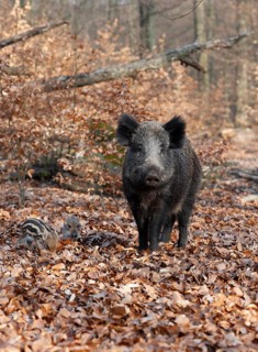 Wild boar, wild boar (Sus scrofa), a wild goat and young boar looking for food in the forest,