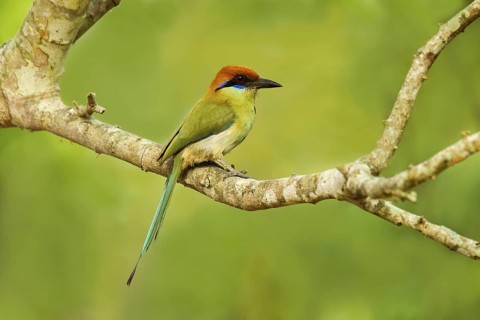 Russet-crowned Motmot Momotus mexicanus El Tuito, Jalisco, Mexico 9 June Adult Momotidae