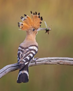 Hoopoe (Upupa epops) with grasshopper as food, prey, adult bird, Bird of the Year 2022, erect cap,