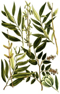 Botany, plants, willow plants, Salix latifolia willow, Salix folio angusto splendente, Salix