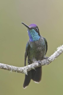 Admirable Hummingbird (Eugenes spectabilis), Costa Rica