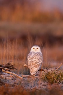 Snowy Owl (Bubo scandiacus) juvenile female, British Columbia, Canada
