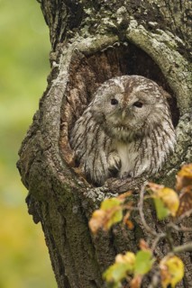 Tawny Owl (Strix aluco), Bavaria, Germany