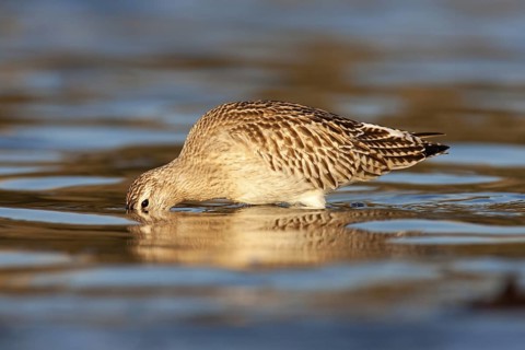 Bar-tailed Godwit (Limosa lapponica), Schleswig-Holstein, Germany