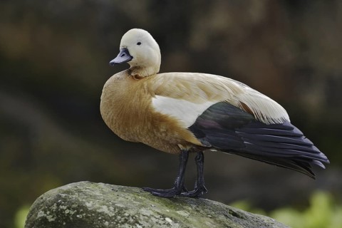 Ruddy Shelduck (Tadorna ferruginea), Hawaii, USA
