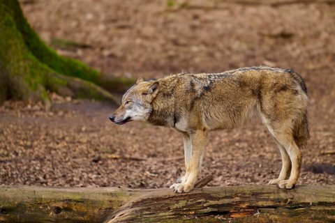 A wolf stands on a tree trunk and gazes intently, Wolf (Canis lupus), Germany
