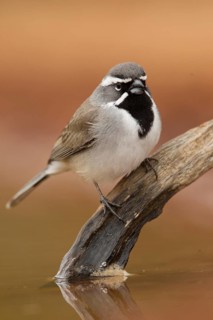 Black-throated Sparrow (Amphispiza bilineata), Texas, USA