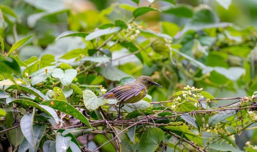 Olive-bellied Sunbird (Cinnyris chloropygius) sitting on a branch, Mgahinga Gorilla National Park,