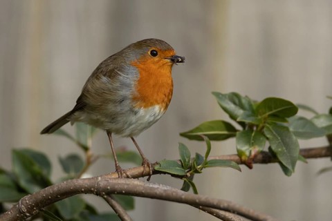 European robin (Erithacus rubecula) adult garden bird with insects for food in its beak, Suffolk,