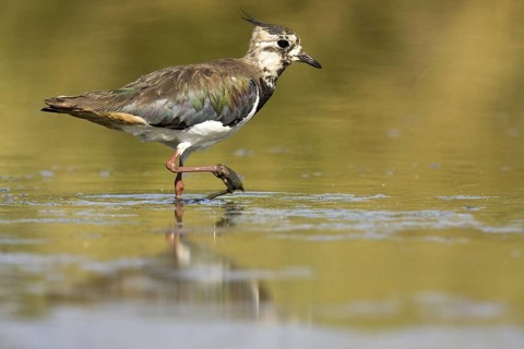 Northern Lapwing (Vanellus vanellus), Castile-La Mancha, Spain