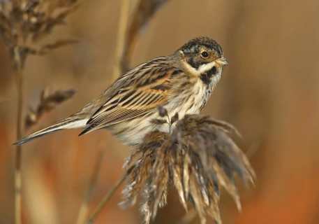 Common Reed Bunting (Emberiza schoeniclus), Lisbon, Portugal
