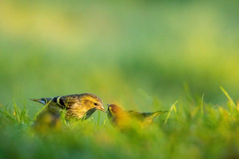 An adult Eurasian Siskin, Spinus spinus, tenderly feeds its fluffy chick in the soft green grass,