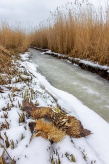 Perished Eurasian bittern, great bittern (Botaurus stellaris) dead corpse lying in the snow in reed