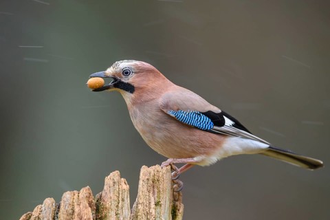 Eurasian Jay (Garrulus glandarius) with an acorn in its beak, Lower Saxony, Germany