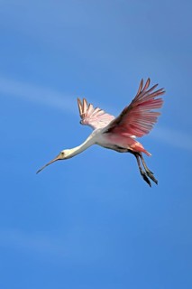 Roseate spoonbill (Platalea ajaja), adult, flying, St. Augustine, Florida, North America, USA
