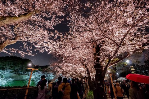People walking under blooming illuminated cherry trees at night, Japanese cherry blossoms in