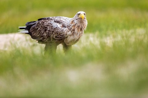 White-tailed Eagle (Haliaeetus albicilla) on ground, Romania