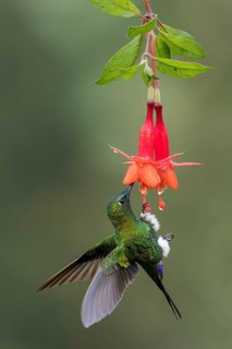 Saphire-vented Puffleg (Eriocnemis luciani) flying while feeding at a flower in the Andes Mountains
