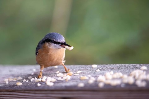 Nuthatch (Sitta europaea) looking for food at a bird feeder, Bavaria, Germany