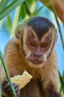 Capuchin monkey eating banana, surrounded by green leaves, thoughtful expression, Capuchin monkey