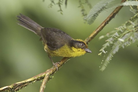 Tricolored Brushfinch (Atlapetes tricolor), Ecuador