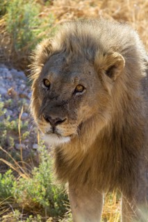 Lion (Panthera leo) in Etosha National Park, Namibia