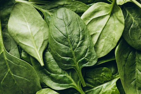 Close-up of fresh spinach leaves displaying vibrant green hues and natural texture. Perfect for