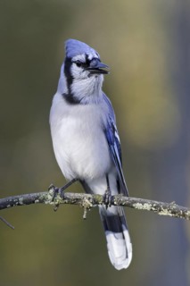 Blue Jay (Cyanocitta cristata), Ontario, Canada