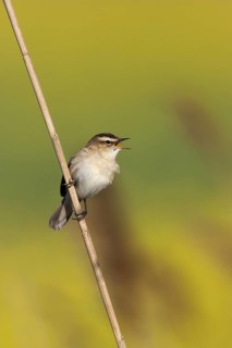 Sedge Warbler (Acrocephalus schoenobaenus) singing, Lake Neusiedl, Austria