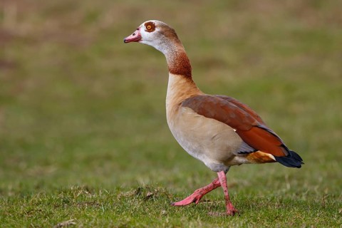 Egyptian Goose (Alopochen aegyptiaca), North Rhine-Westphalia, Germany