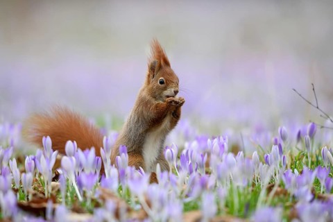 A squirrel sits in a meadow with flowers, crocus, purple crocuses, (Sciurus vulgaris), spring,