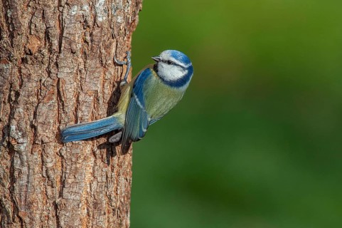 Blue tit (Cyanistes caeruleus) Blue Tit • Baden-Württemberg, Germany, Baden-Württemberg, Federal