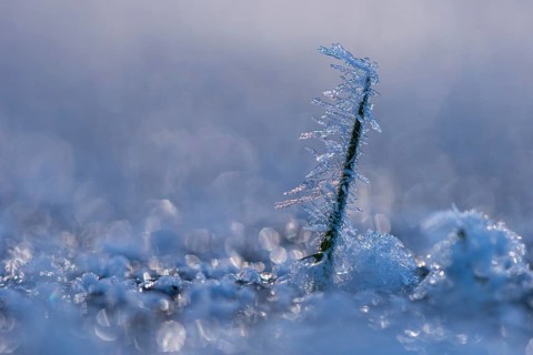 Ice crystals on a blade of grass in winter, hoarfrost, Goldenstedt, Lower Saxony, Germany