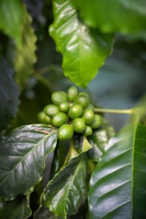 Coffee plant, Arabica coffee, with stone fruits, coffee cherries at an early stage of ripeness