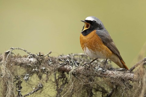 Common Redstart (Phoenicurus phoenicurus) male perched on a branch, Dalarna, Sweden