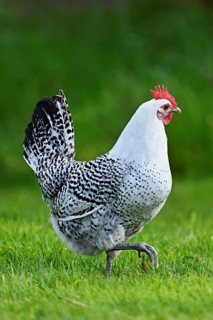 East Frisian Gull standing in a meadow, chicken breed with good utilisation characteristics, Texel,