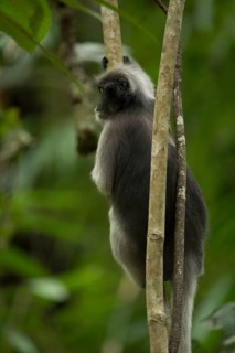 Dusky leaf monkey (Trachypithecus obscurus), Kaeng Krachan National Park, Phetchaburi Province,