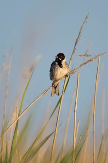 Reed bunting (Emberiza schoeniclus), male sitting on a reed, animal portrait, Bagges Dæmning,