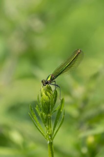 Banded demoiselle damselfly (Calopteryx splendens) adult female insect on a Cleaver plant leaf in
