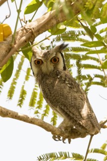 Northern White-faced Owl (Ptilopsis leucotis), Gambia
