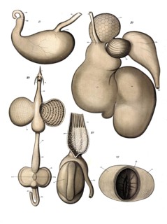 Anatomy, animal kingdom, carnivore and herbivore stomach, carnivore, herbivore, reproduction of a